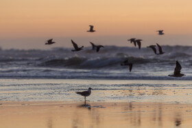 Stock Image: Sunset at the atlantic ocean in Portugal, Nazare and seagulls flying