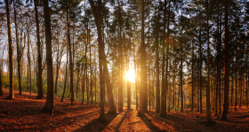 Stock Image: Sunset in the forest