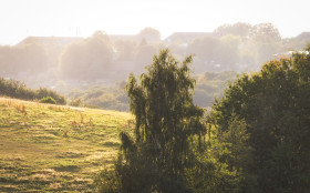 Stock Image: sunset weeping willow