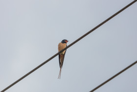 Stock Image: swallow bird