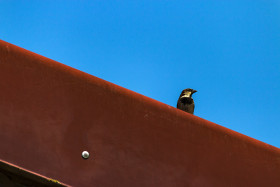 Stock Image: swallow on a red roof