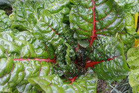 Stock Image: Swiss chard