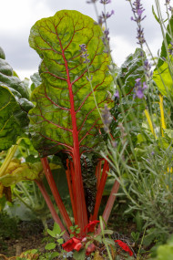Stock Image: Swiss chard cultivation