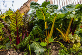 Stock Image: Swiss Chard growing in garden