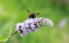 Stock Image: Tachinid fly from behind on a flower of a peppermint