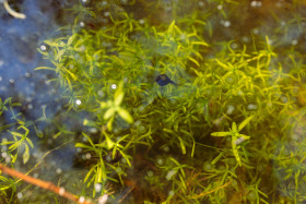 Stock Image: tadpole in the pond