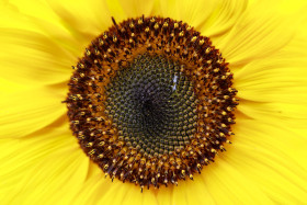 Stock Image: Tall sunflower with a bright yellow closeup background