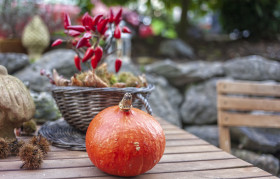 Stock Image: Thanksgiving garden decorated with a pumpkin and a chilly plant in autumn