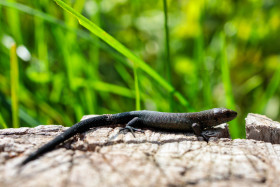 Stock Image: The alpine salamander (Salamandra atra)