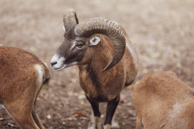 Stock Image: The European mouflon (Ovis orientalis musimon)