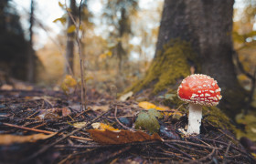 Stock Image: The Fly Amanita Mushroom in a Forest