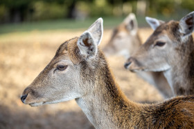 Stock Image: The head of a female deer from the side