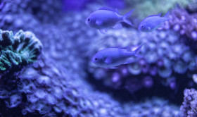 Stock Image: three fishes on a reef