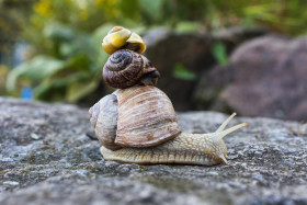 Stock Image: Three snails