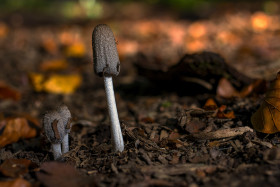 Stock Image: three young mushrooms on the forest floor