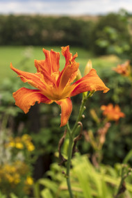 Stock Image: Tiger Lily in a garden