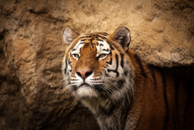 Stock Image: tiger portrait