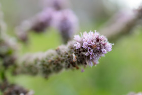 Stock Image: Tiny little lavender flowers