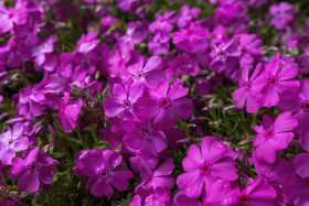 Stock Image: tiny purple flowers