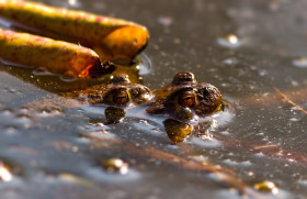 Stock Image: toads at mating