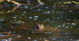 Stock Image: toads make love in the pond