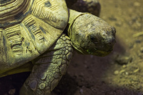 Stock Image: tortoise