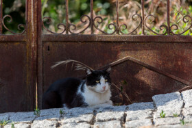 Stock Image: Tranquil Moments: Cat Lounging in Front of Rusty Garden Gate