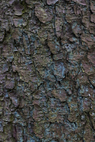 Stock Image: tree bark texture