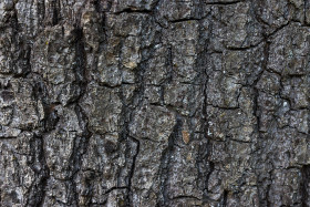 Stock Image: tree barks texture