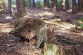 Stock Image: tree stump in a german forest