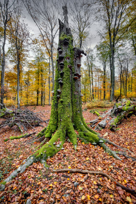 Stock Image: Tree trunk covered with moss and mushrooms