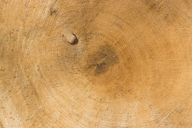 Stock Image: tree trunk texture