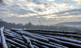 Stock Image: Tree trunks covered with snow