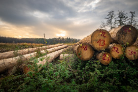 Stock Image: Tree trunks felled ready for wood processing