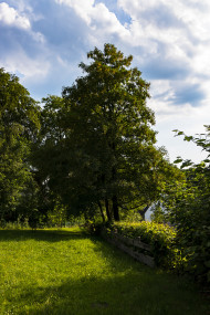 Stock Image: tree under clouds