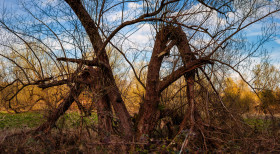 Stock Image: Tree with storm damage in a swamp