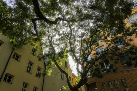 Stock Image: trees in the courtyard