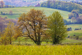 Stock Image: Trees on a rural Landscape