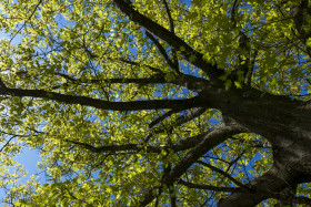 Stock Image: treetop under bluesky