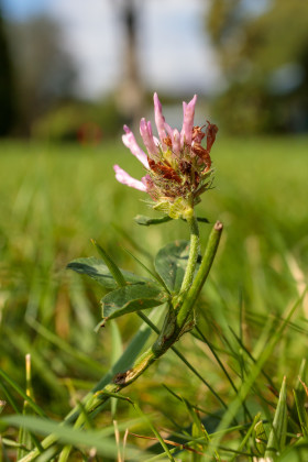 Stock Image: Trifolium pratense