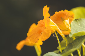 Stock Image: Tropaeolum, nasturtium or nasturtian, perennial herbaceous flowering plants. Edible orange blooming flower.