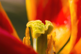 Stock Image: tulips nectar macro