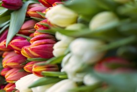 Stock Image: tulips red and white