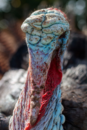 Stock Image: Turkey Bird Portrait