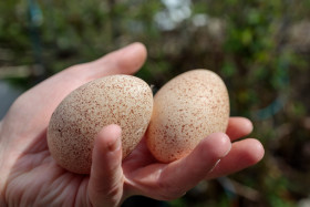 Stock Image: Turkey eggs in hand