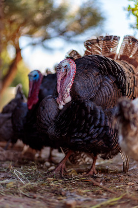 Stock Image: Turkey on a farm in Portugal