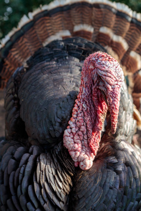 Stock Image: Turkey Portrait