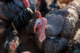 Stock Image: Turkeys on a farm