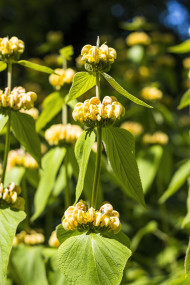 Stock Image: turkish sage