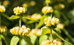 Stock Image: Turkish sage, Phlomis russeliana a flowering plant in the mint family Lamiaceae